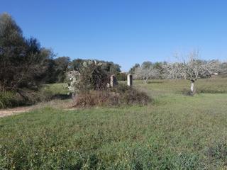 Terreno residenziale in Sineu. Finca rustica con licencia en  sineu.