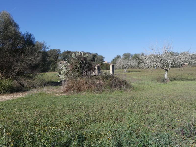 Foto 6fa6b4dd-0e96-42d6-877e-344f2598aa1c. Wohngrundstück in Sineu