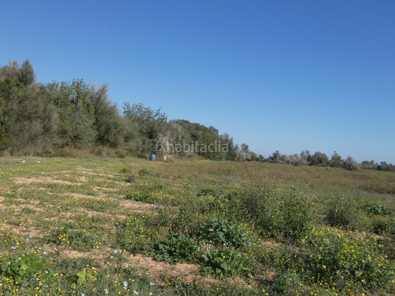 Foto acafada4-7cb4-4011-804c-6566dddc05fc. Wohngrundstück in Sineu