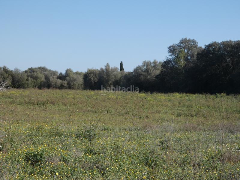 Foto be2020e4-a1d2-43e5-a492-841ac8aef12a. Wohngrundstück in Sineu