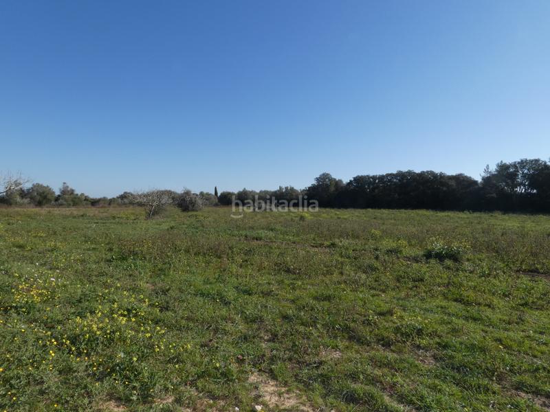 Foto bf362623-d5d8-4c9e-915a-42bd0878d64f. Wohngrundstück in Sineu