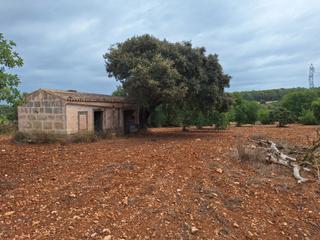 Finca rústica a Petra. ** finca rustica con caseta, petra **