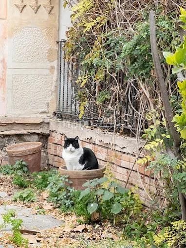 Foto f7204612-a037-4e60-9837-4439dff73f2a. Casa amb aparcament a Centre Masnou (El)