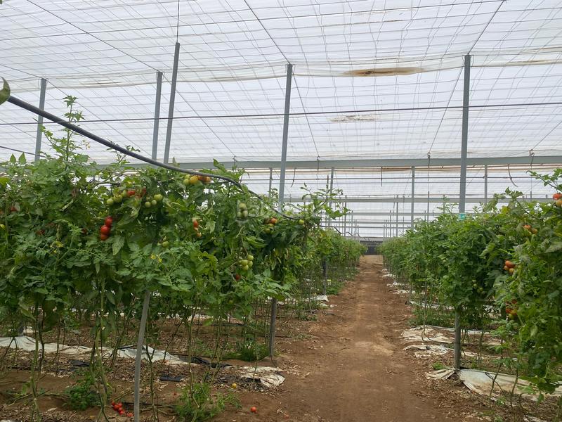 Foto 0d9a32a9-9d81-4310-abc3-8e07f084a052. Finca rústica a Pozo de los Frailes-Presillas-Albaricoques Níjar