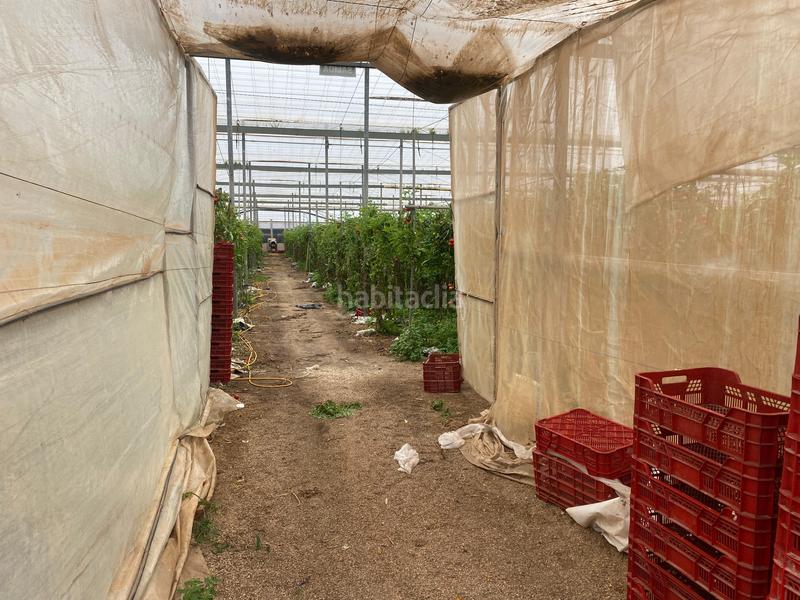 Foto 75339dca-05b8-4b4e-84ef-7edd2fff3f58. Finca rústica a Pozo de los Frailes-Presillas-Albaricoques Níjar