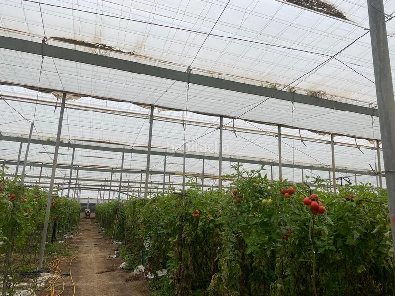 Foto cd818832-3d34-49e4-bcd4-afdb351d5611. Finca rústica a Pozo de los Frailes-Presillas-Albaricoques Níjar