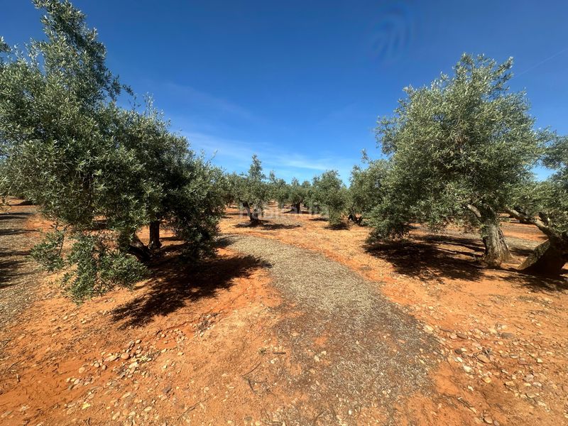 Foto 51adcfb2-4e47-44b0-a71e-12e9ff8af405. Finca rústica a Villanueva de la Reina