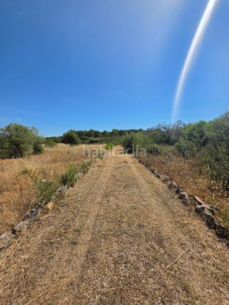 Foto cfe8fa08-75a9-4b02-a3b1-3b116ae6a298. Finca rústica a Algaida