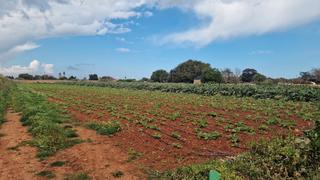 Propriété à Ciutadella. Terreno rústico en venta en ciutadella