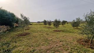 Propriété à Ciutadella. Terreno rústico en venta en ciutadella – pozo propio, sistema de