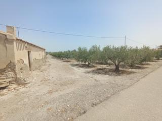Masía en Puerto Lumbreras. Casa de campo para reformar con 500 olivos en plena producción