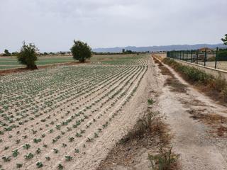Finca rústica a Torrecilla. Terreno rural urbanizable en lorca