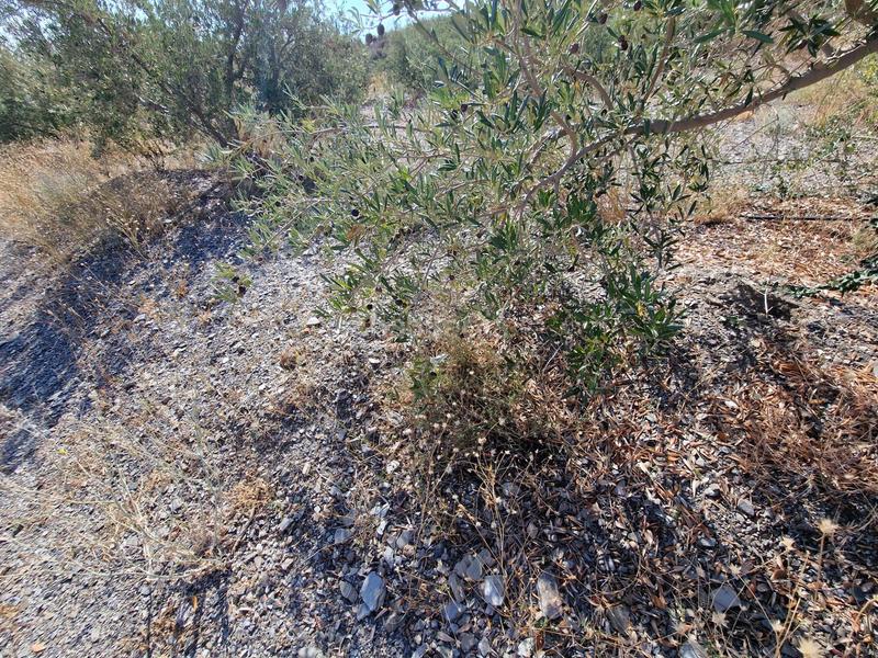 Foto 50dfcf5e-fa77-4a82-bf18-b16e73cf0bea. Rural plot in Casco Antiguo Águilas