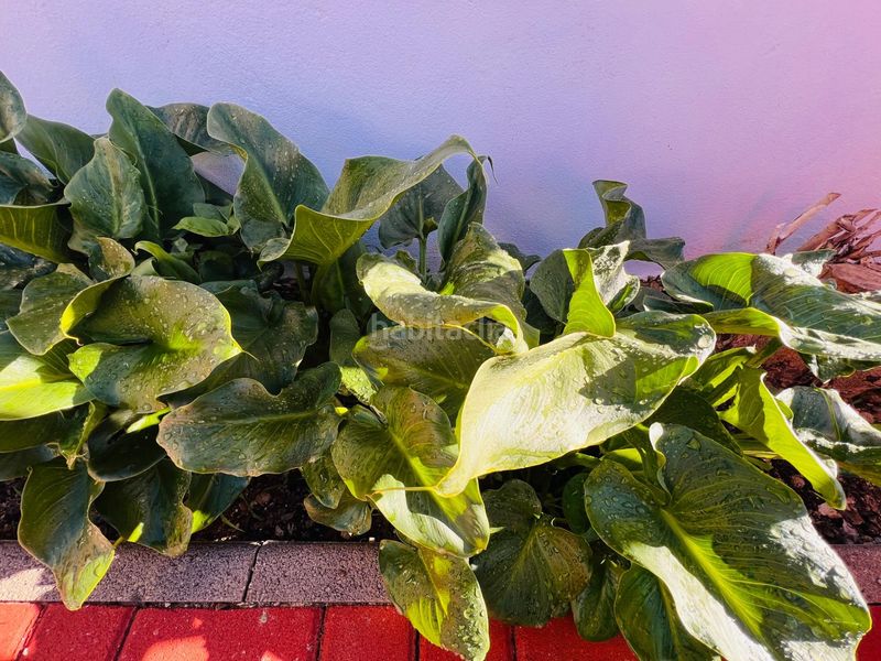 Foto 02e1c4c1-bb05-4581-9b3c-8952d1c2e887. Casa amb aparcament a Águilas