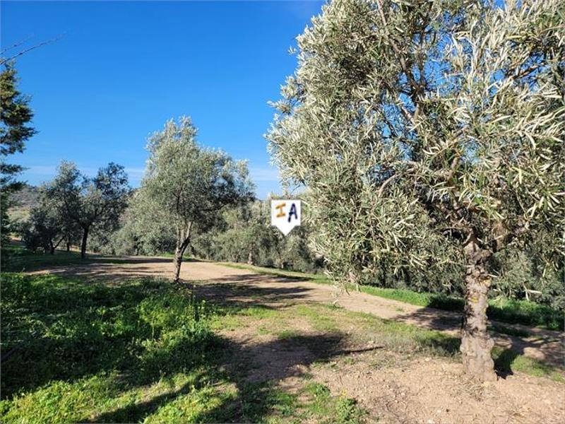 Foto c91be635-9d41-425d-bfb3-d6f6e62a4d8d. Masia amb piscina a Osuna