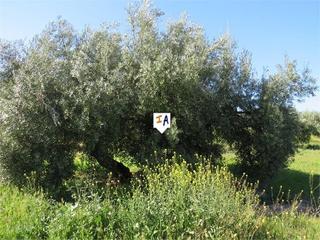 Terreno residenziale in Martos