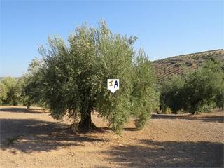 Residential Plot in Alcaudete