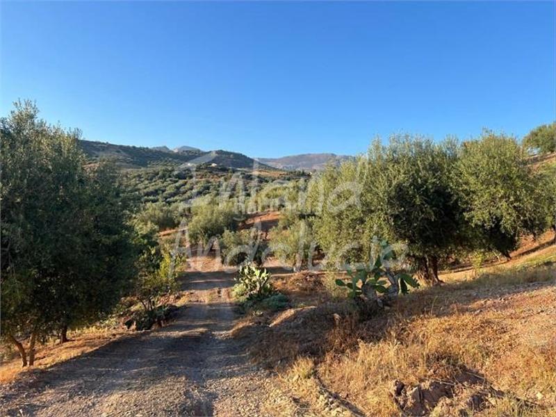 Foto 414ceb30-eeab-4037-82a8-54975290d6f6. Terreny residencial a Periana