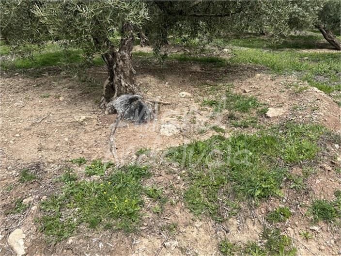 Foto b6ffa57f-1948-4fad-9ca6-ef9befefab96. Masia amb aparcament a Alcalá la Real