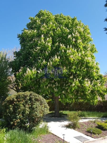 Foto 12e7e28b-7d67-41a8-b1c8-e0274d279329. Chalet  independiente de diseño exclusivo en arcas en Arcas del Villar