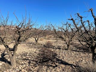 Finca rústica en Cehegín. Finca regadio posibilidad de construir