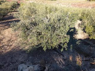 Finca rústica en Cehegín. Se vende finca de regadío en plena producción, finca plantada de