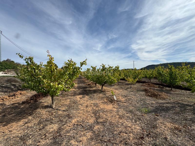 Foto 18ef8a12-43b1-4160-a967-8255ae23765e. Fondo rustico in n/a in Cehegín