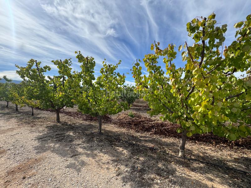 Foto 2b2b9e03-695f-4551-a8c2-6afbcc50578a. Fondo rustico in n/a in Cehegín