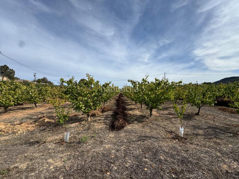 Foto 3f8ffc41-9dd2-4138-9bdc-d168a03df04c. Fondo rustico in n/a in Cehegín