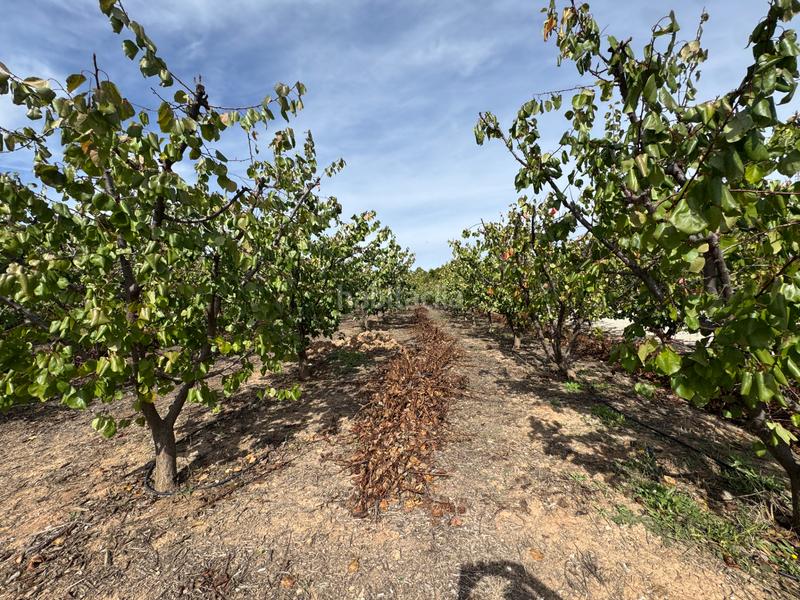 Foto 67314055-e2d6-45b3-bb66-83711f6df96c. Fondo rustico in n/a in Cehegín