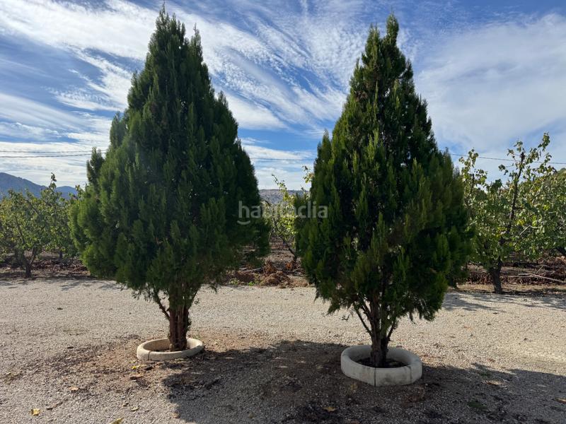 Foto 85cbd5ed-a532-4a1c-a50c-2c5276d4bc06. Fondo rustico in n/a in Cehegín