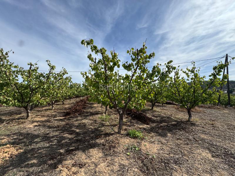 Foto 891dffb0-bef0-4927-a243-d342ffb17436. Fondo rustico in n/a in Cehegín