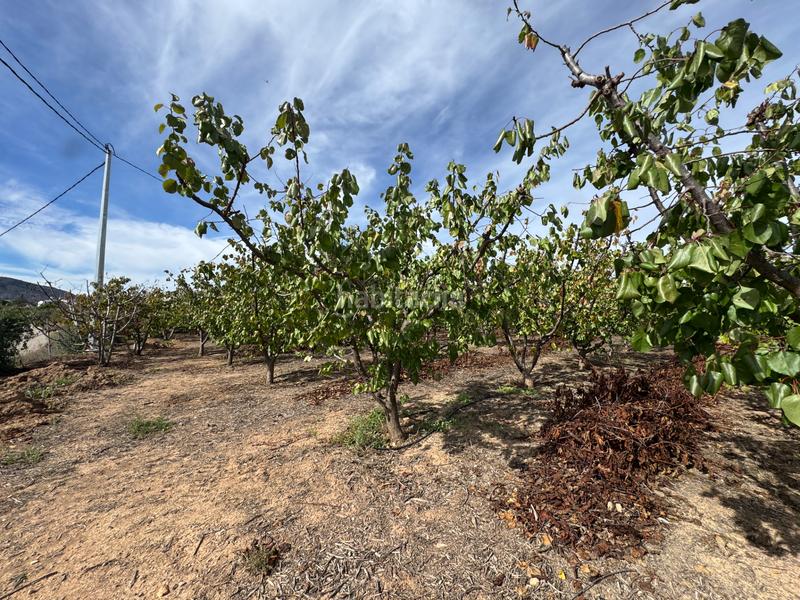 Foto ad191e37-9cb2-4083-88f6-52315756362f. Fondo rustico in n/a in Cehegín