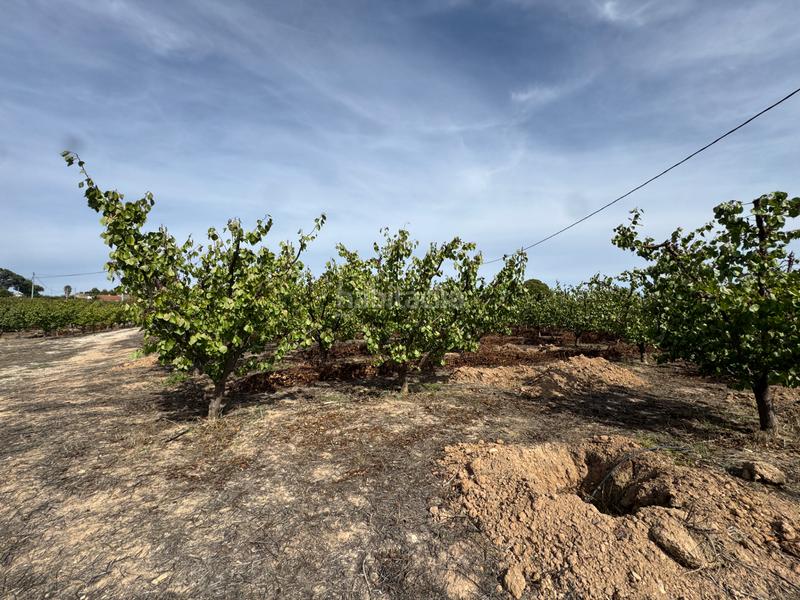 Foto c460813a-274a-4cd2-9719-fb739ba489df. Fondo rustico in n/a in Cehegín