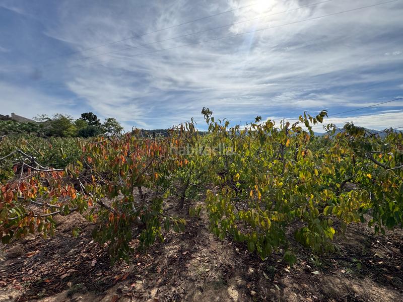 Foto c5eae3c9-8ff2-4e62-b2e1-f1d420ca940b. Fondo rustico in n/a in Cehegín