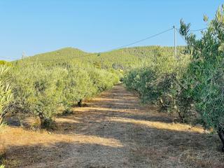 Finca rústica en Cehegín. Finca regadio plena produccion