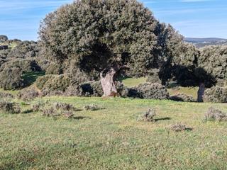 Mas à Cespedosa de Tormes. Finca rústica