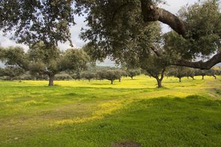 Landgut in Martín de Yeltes. Finca rústica