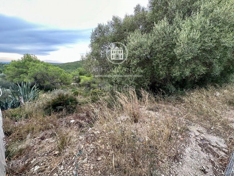 Foto 3c3b0234-abc4-4824-880a-3e052d72a202. Finca rústica a Nou Vendrell Vendrell (El)