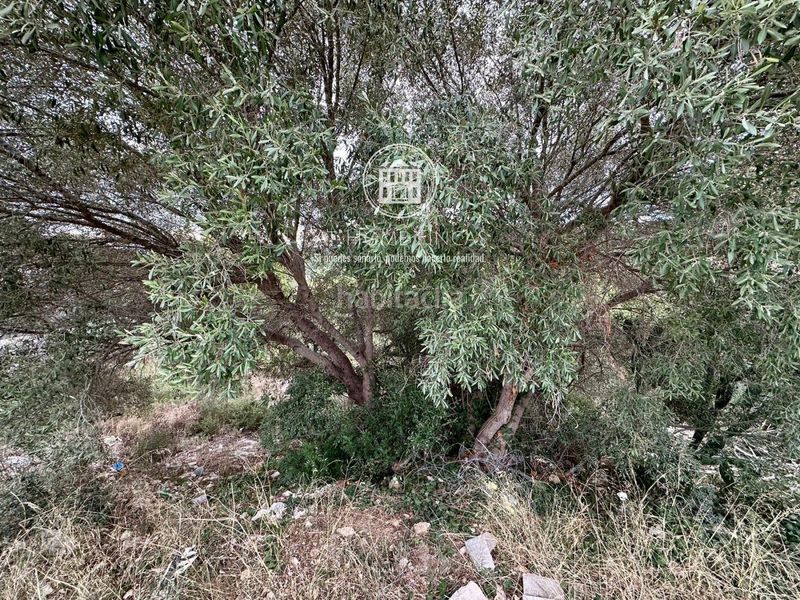 Foto c07427a9-0104-4835-9ac8-fd961248f8bc. Finca rústica a Nou Vendrell Vendrell (El)