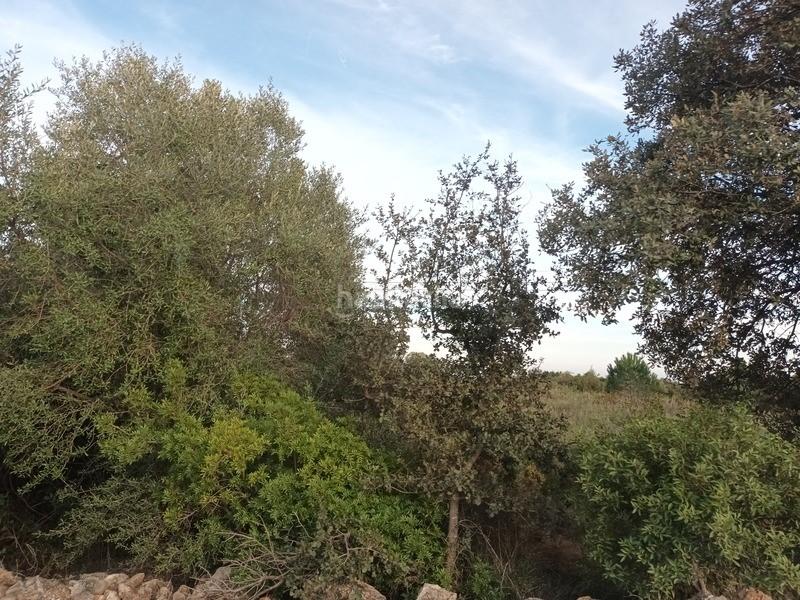 Foto 47c484a1-f43e-42ca-8621-805f9a09fa7a. Terreno residenziale in San Jorge