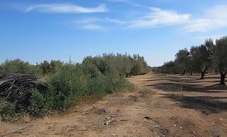 Finca rústica a San Jorge