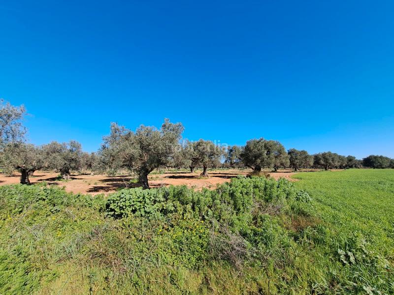 Foto 512a76b7-3290-4579-b92f-f87ceec96a09. Terreno residenziale in La Motilla - Fuente del Rey Dos Hermanas