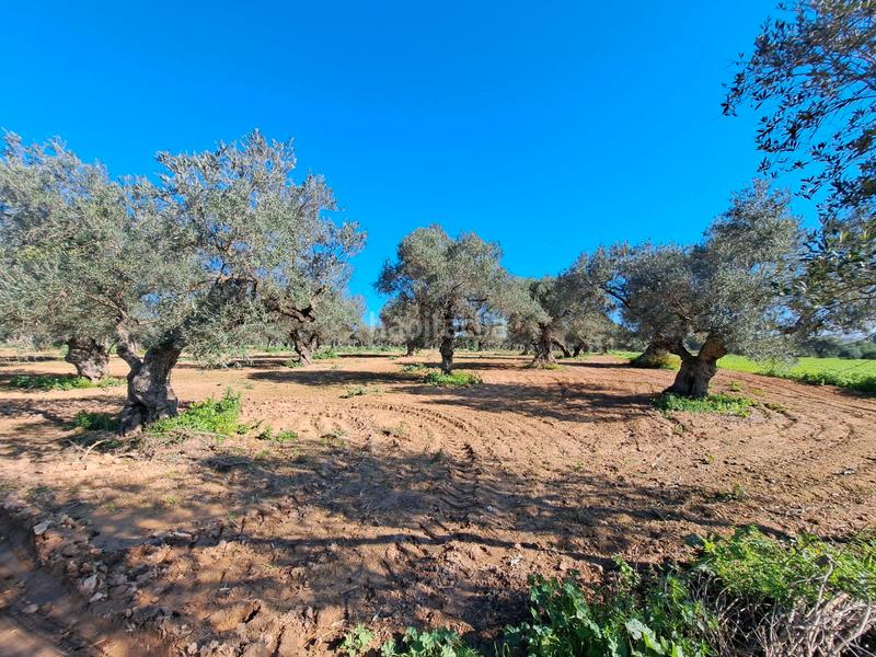 Foto 5dff1b55-bad4-4e94-ae3c-3f88f2a22f1d. Terreno residenziale in La Motilla - Fuente del Rey Dos Hermanas