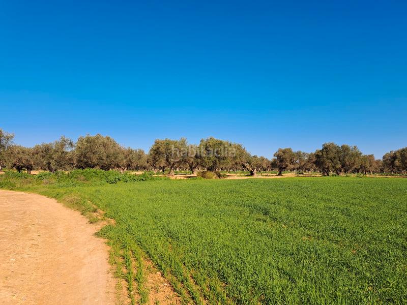 Foto 7625680a-1d46-43f5-ac1d-036503551109. Terreno residenziale in La Motilla - Fuente del Rey Dos Hermanas