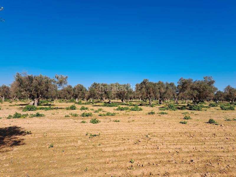 Foto 7e0ad105-3be2-4bc7-a58e-8bf3d2fe713c. Terreno residenziale in La Motilla - Fuente del Rey Dos Hermanas