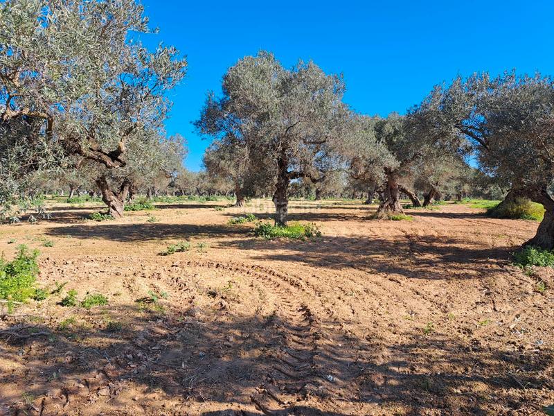 Foto acad9a8a-99a1-4d2d-b90c-4e7d1bb00596. Terreno residenziale in La Motilla - Fuente del Rey Dos Hermanas