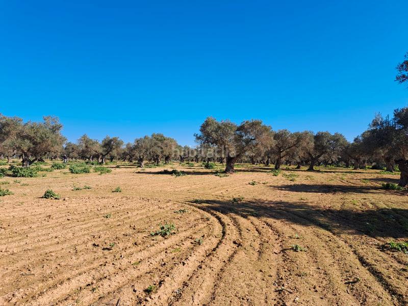 Foto e8042be6-6cb5-4311-b73c-6f4084241857. Terreno residenziale in La Motilla - Fuente del Rey Dos Hermanas