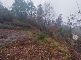 Rural plot in Tomiño