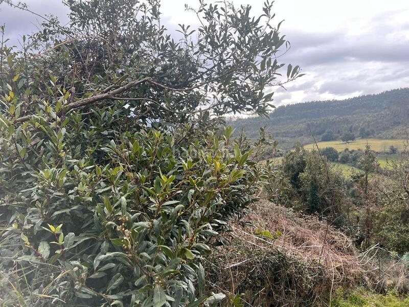 Foto f8c125e0-d368-4db9-9c4c-2f6d3bb5df41. Fondo rustico in Selorio - Tornón Villaviciosa